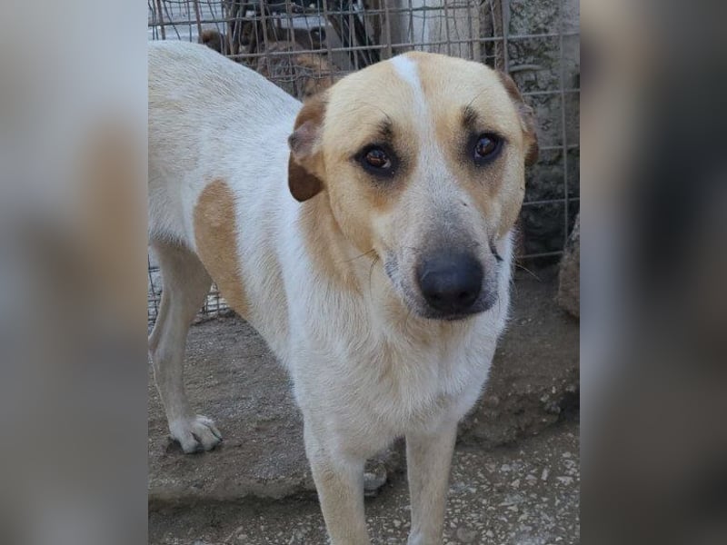 Liebe Nala wünscht sich ein Zuhause