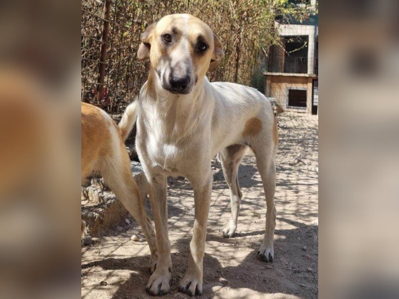 Liebe Nala wünscht sich ein Zuhause