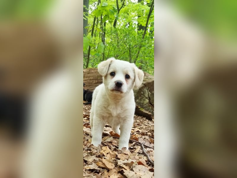 Labrador-Mischlingswelpe sucht liebevolles Zuhause