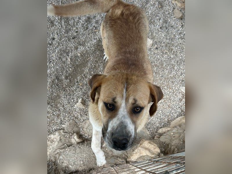 Notfellhündin♥Honey♥sucht dringend PS/ES