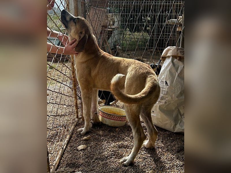 Notfellhündin♥Honey♥sucht dringend PS/ES