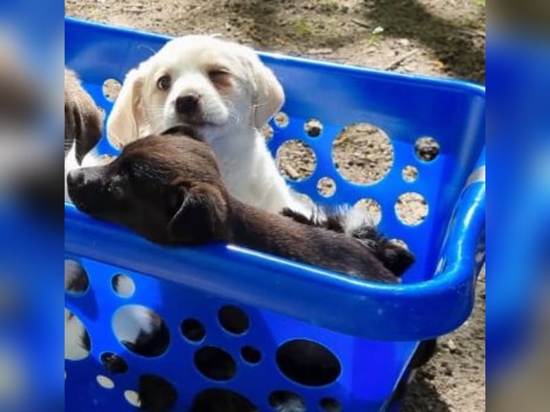 Labrador-Mischlingswelpe sucht liebevolles Zuhause