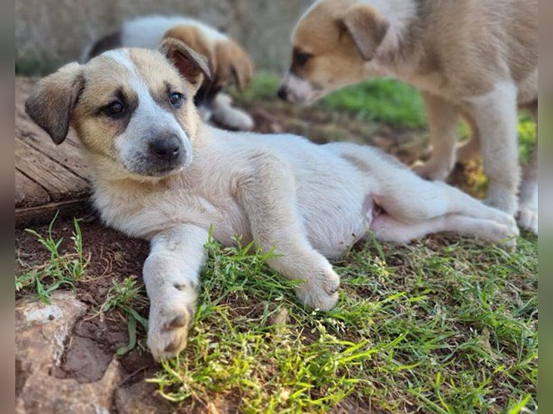 Liebe Nala wünscht sich ein Zuhause