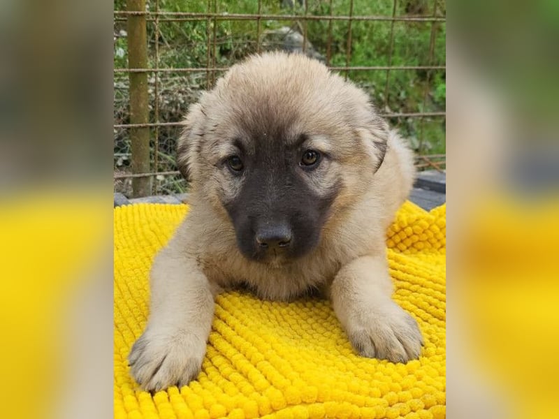Suki ❤️ Süßes + liebes Welpenmädchen!