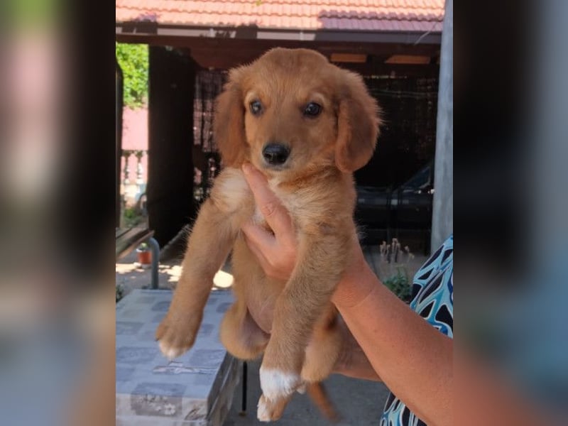 Kleine Mina ❤️ zauberhaftes Welpenmädchen