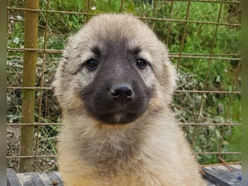 Suki ❤️ Süßes + liebes Welpenmädchen!