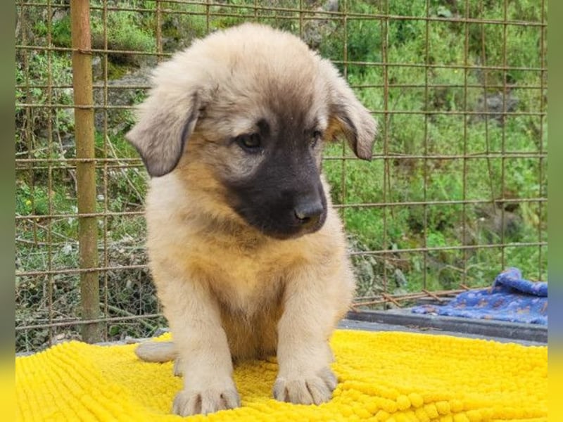 Suki ❤️ Süßes + liebes Welpenmädchen!