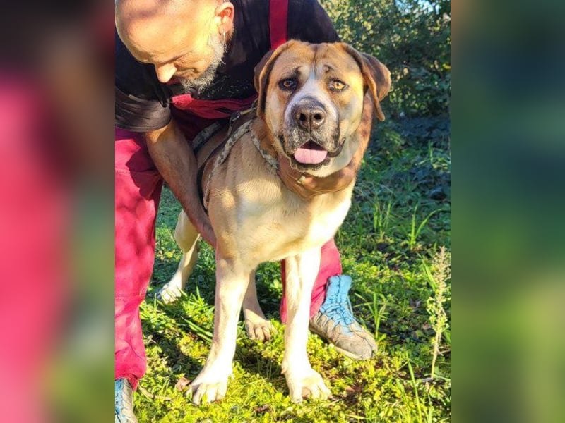 Notfellhündin♥Honey♥sucht dringend PS/ES