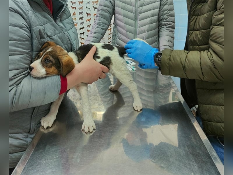 Alice - gerettet von der Mülldeponie in Bosnien
