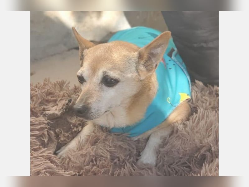 Dina(TO) süße kleine Maus sucht ihre Familie die sie liebt
