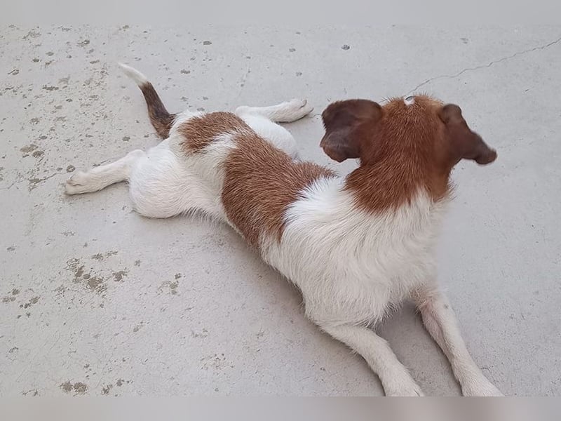 Lena (TO) Verspielt und stets freundlich