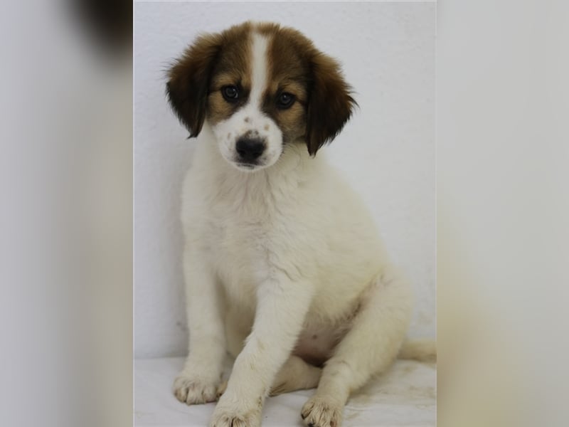 Mela, geb. ca. 05/2023, lebt in GRIECHENLAND, im städt. Tierheim Serres