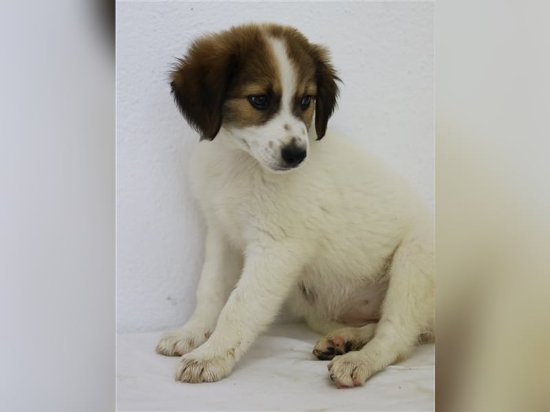 Mela, geb. ca. 05/2023, lebt in GRIECHENLAND, im städt. Tierheim Serres