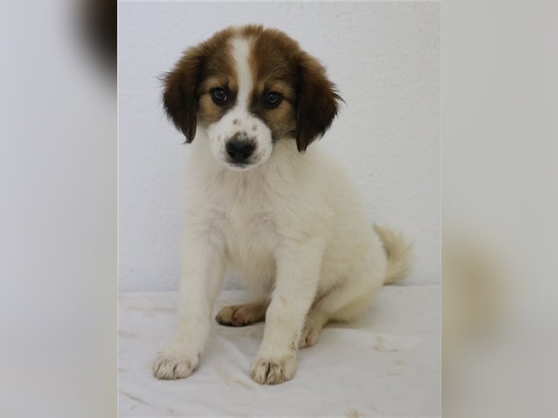 Mela, geb. ca. 05/2023, lebt in GRIECHENLAND, im städt. Tierheim Serres