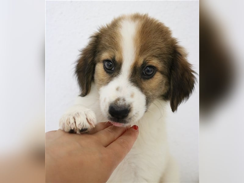 Mela, geb. ca. 05/2023, lebt in GRIECHENLAND, im städt. Tierheim Serres