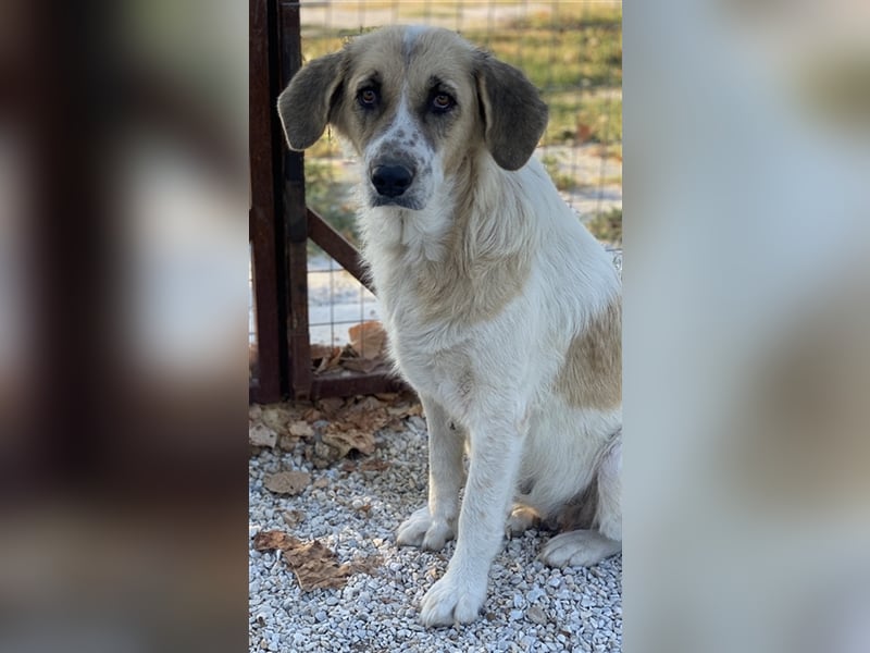 Meraki, geb. ca. 03/2019, lebt in GRIECHENLAND, im städt. Tierheim Serres