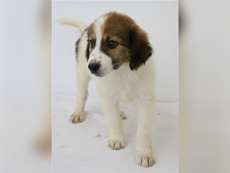 Mela, geb. ca. 05/2023, lebt in GRIECHENLAND, im städt. Tierheim Serres