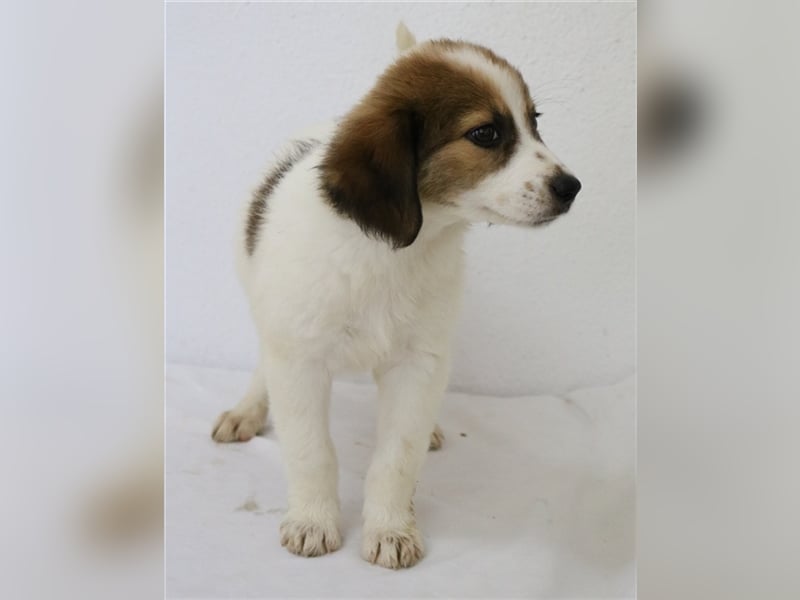 Mela, geb. ca. 05/2023, lebt in GRIECHENLAND, im städt. Tierheim Serres
