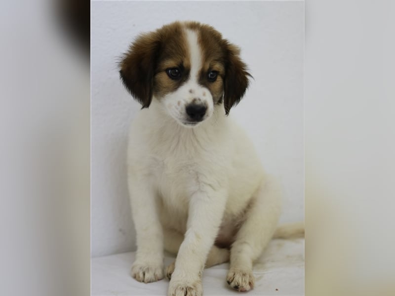 Mela, geb. ca. 05/2023, lebt in GRIECHENLAND, im städt. Tierheim Serres