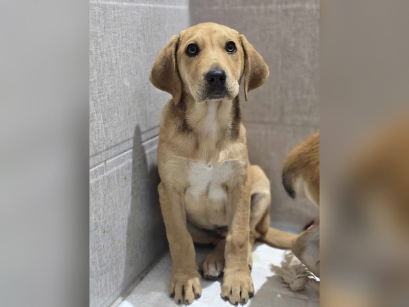 LILLY auf der Suche nach ihrem Glück