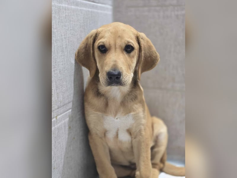 LILLY auf der Suche nach ihrem Glück