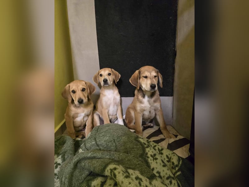 LILLY auf der Suche nach ihrem Glück