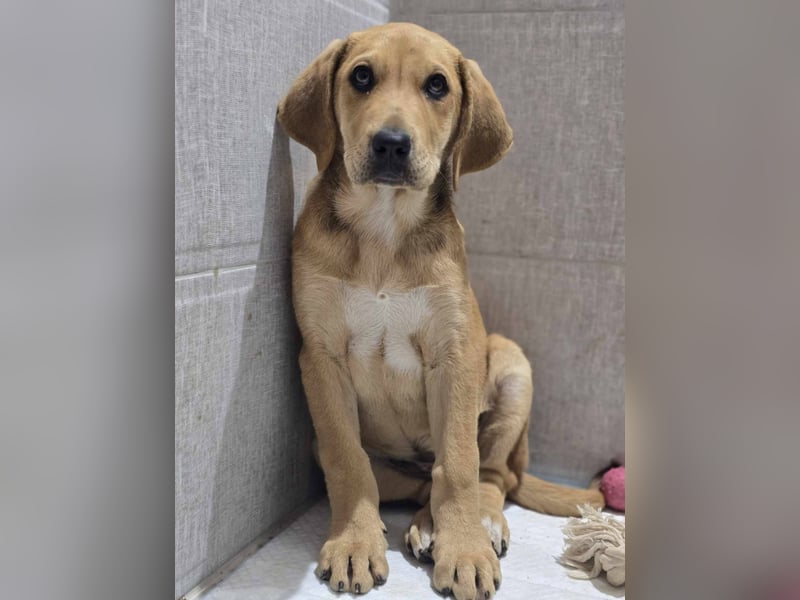 LILLY auf der Suche nach ihrem Glück