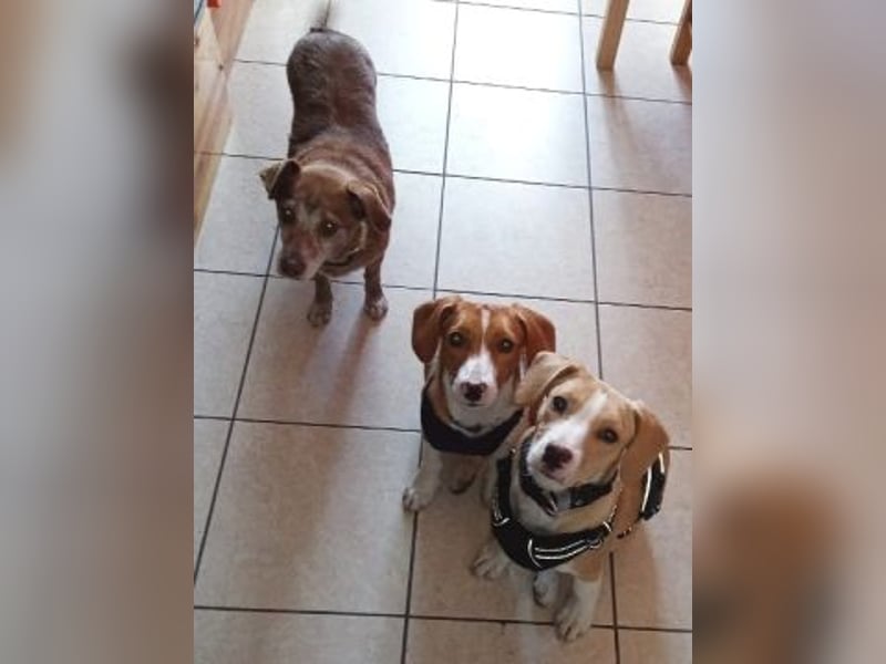 Liza - oder Ronja Räubertochter