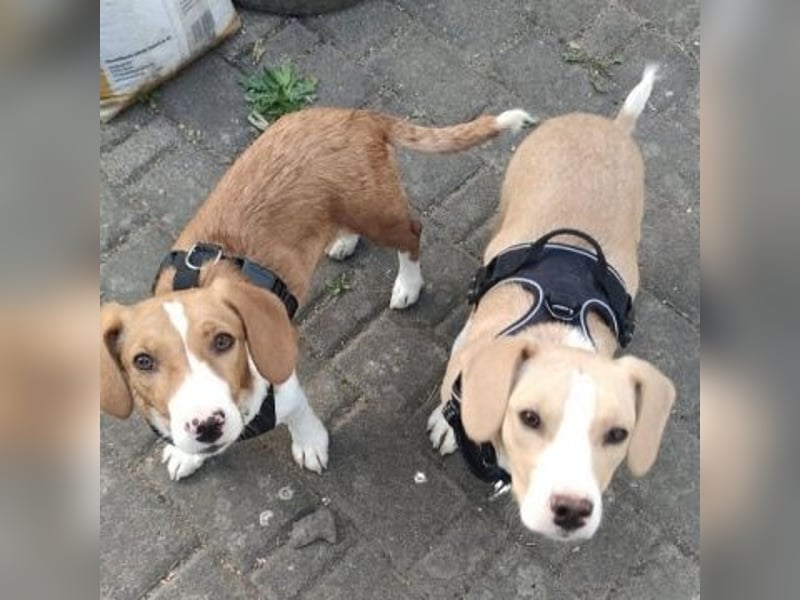 Liza - oder Ronja Räubertochter