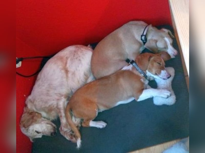 Liza - oder Ronja Räubertochter