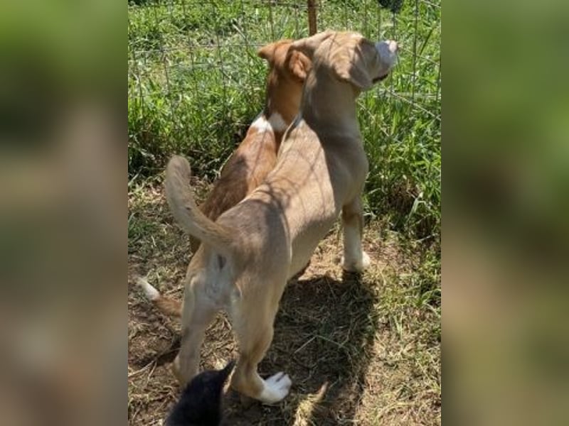 Liza - oder Ronja Räubertochter