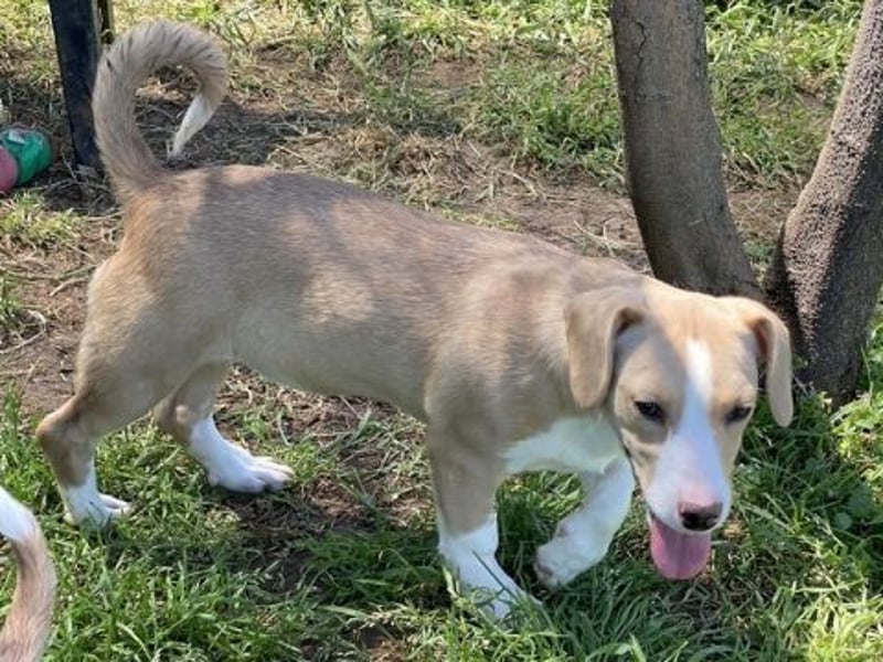 Liza - oder Ronja Räubertochter