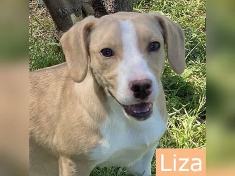 Liza - oder Ronja Räubertochter