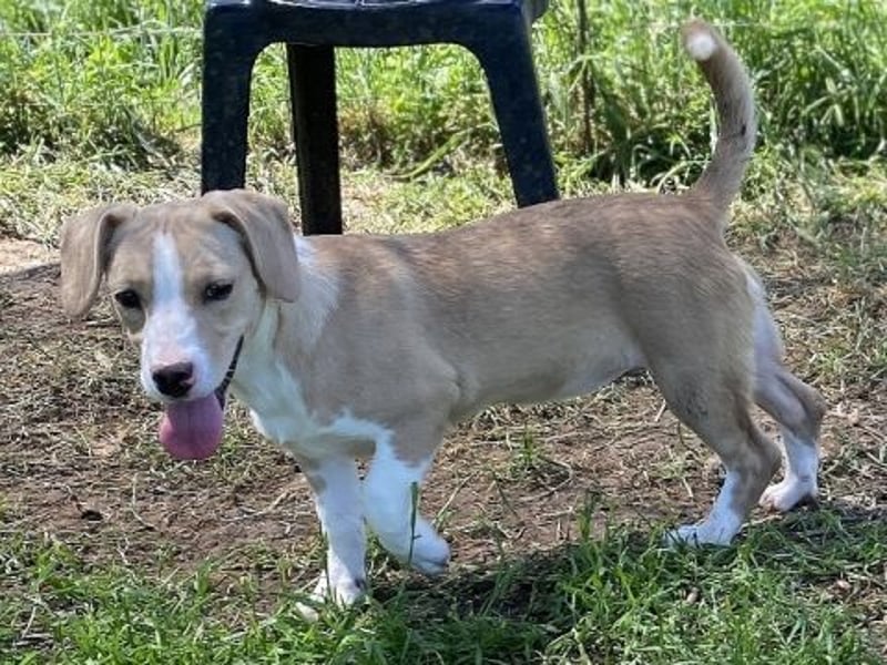 Liza - oder Ronja Räubertochter