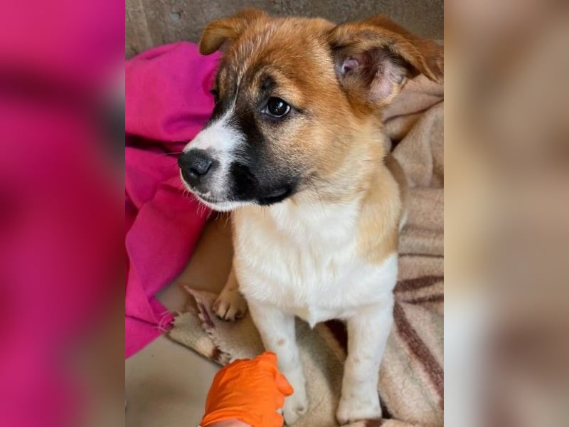 Tilda - süßes Hundemädchen sucht ihre Familie