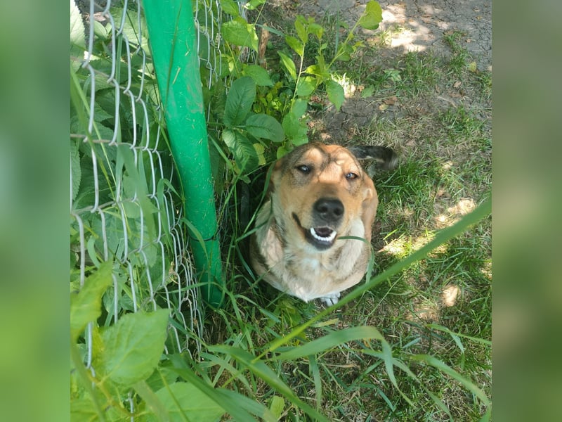 VANISHA sucht ein Zuhause