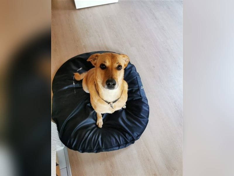 Hündin Kira sucht noch ein Plätzchen um alt zu werden