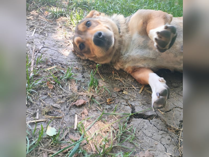 VANISHA sucht ein Zuhause