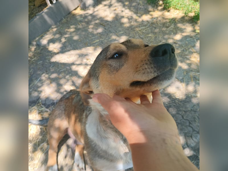 VANISHA sucht ein Zuhause