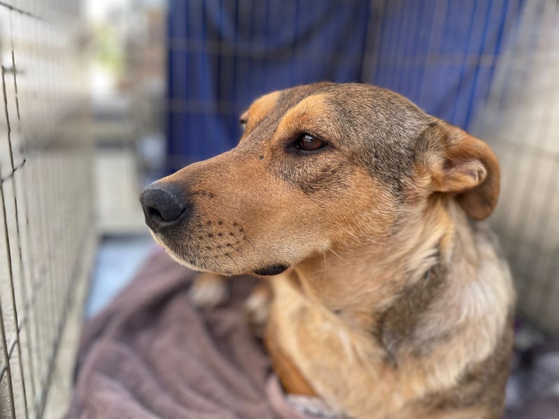 VANISHA sucht ein Zuhause