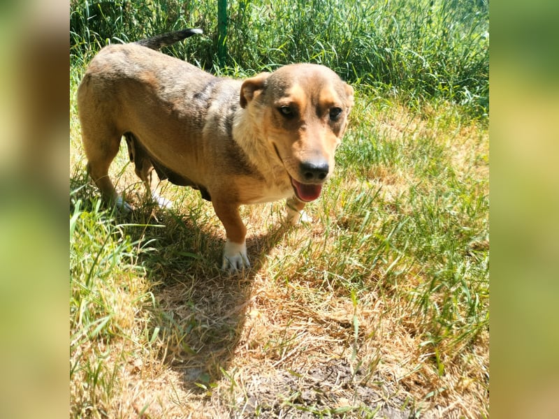 VANISHA sucht ein Zuhause