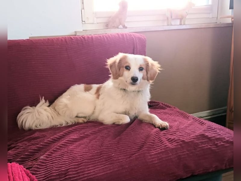 Julia -  neue Pflegestelle oder Zuhause gesucht