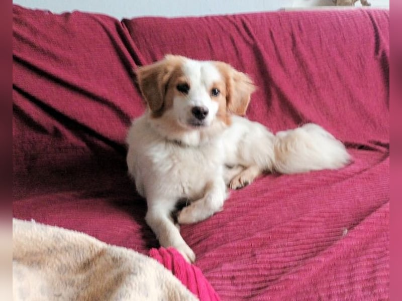 Julia -  neue Pflegestelle oder Zuhause gesucht