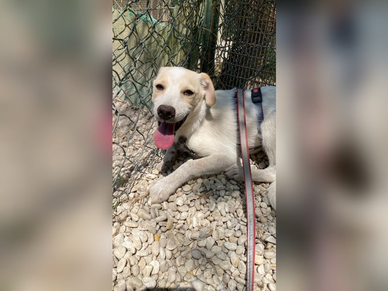 Penny - Kleine Pfoten auf der Suche nach dem ganz großen Glück