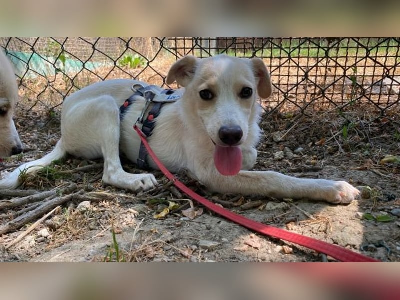 Penny - Kleine Pfoten auf der Suche nach dem ganz großen Glück