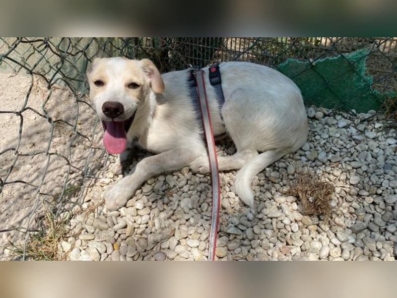 Penny - Kleine Pfoten auf der Suche nach dem ganz großen Glück