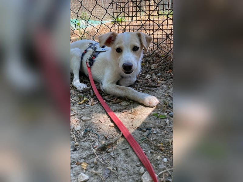 Penny - Kleine Pfoten auf der Suche nach dem ganz großen Glück