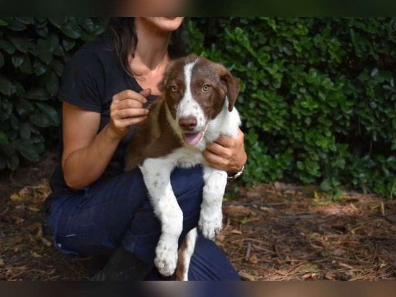 Carissa - sucht noch ein Für-immer-Zuhause