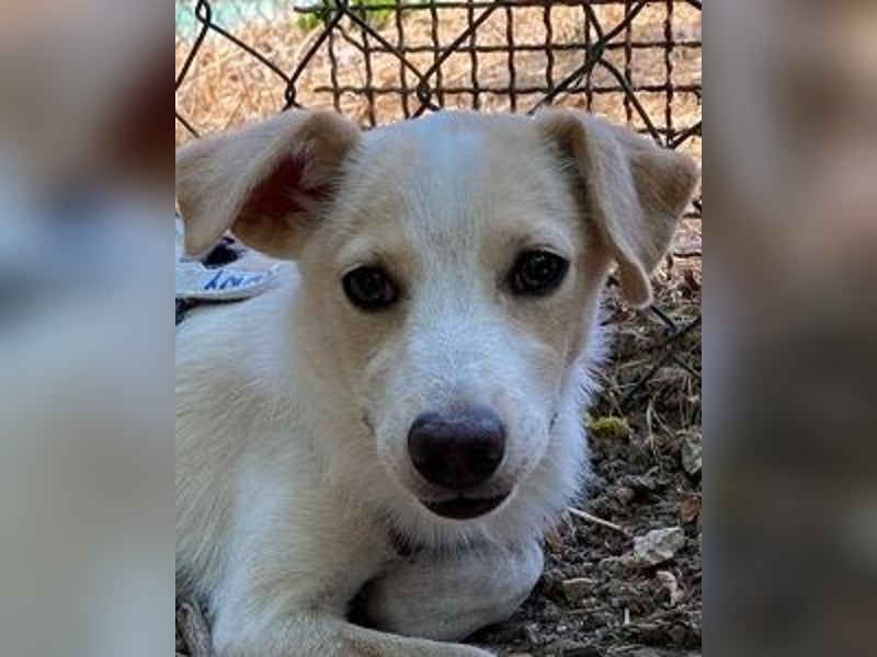 Penny - Kleine Pfoten auf der Suche nach dem ganz großen Glück