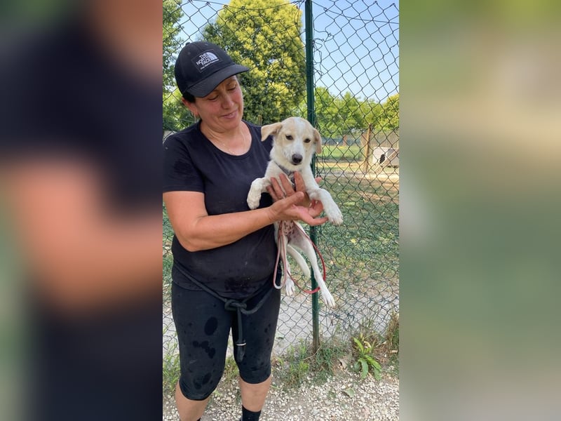 Penny - Kleine Pfoten auf der Suche nach dem ganz großen Glück